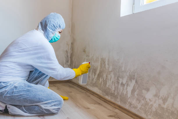 Licensed Mold Testing service in Rawlings, VA - WQB Mold Removal