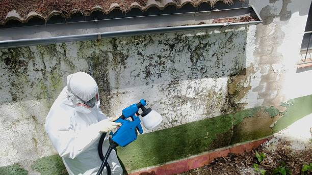 Top rated local Mold Testing specialists in Rawlings, VA